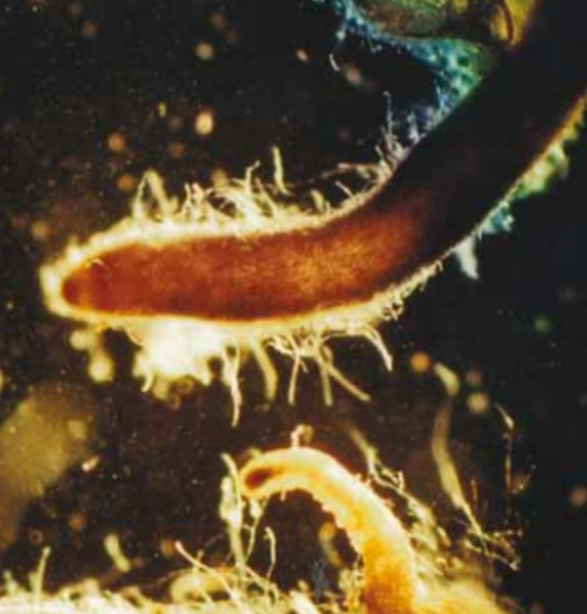 schimmels-1_528x552_acf_cropped